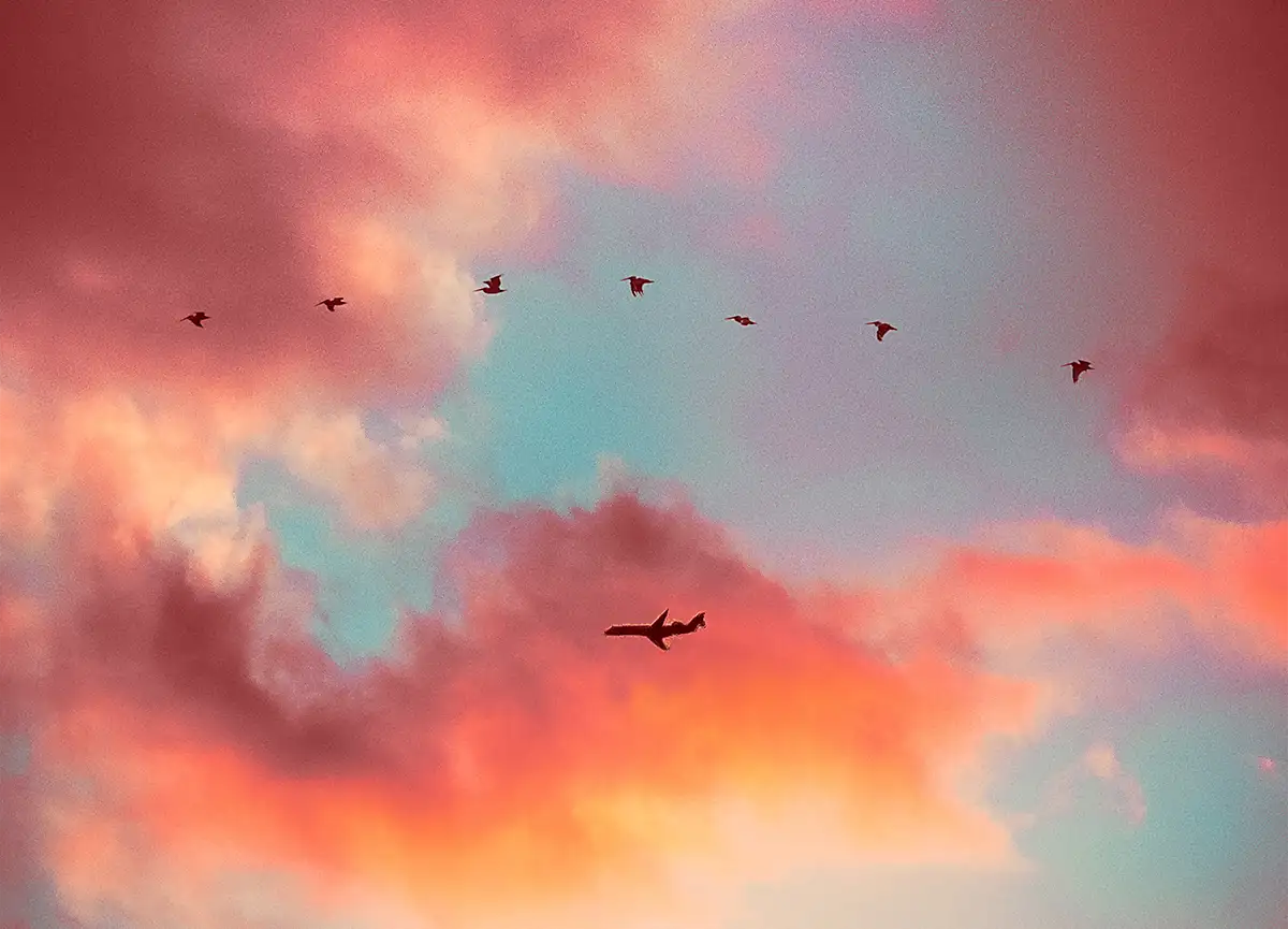 Ocho pájaros vuelan en hilera, a lo lejos un avión vuela en la misma dirección.